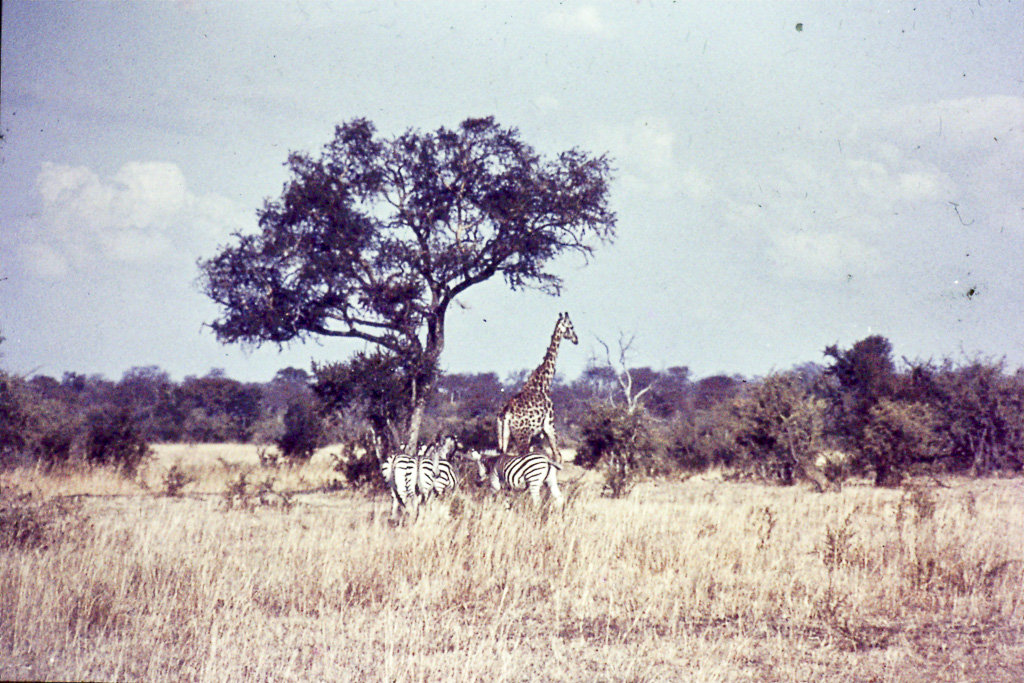 Africa Sul Rodesia_4