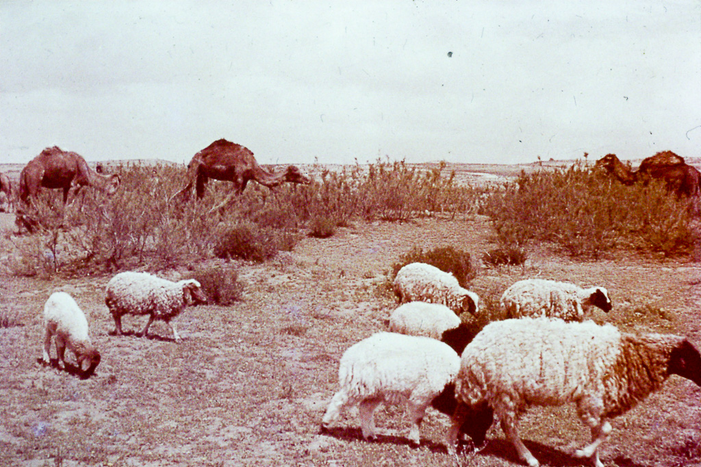 Tunisië - Marokko_15