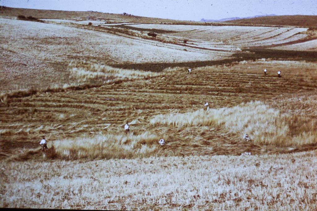 102. Trás-os-Montes gadanhando feno