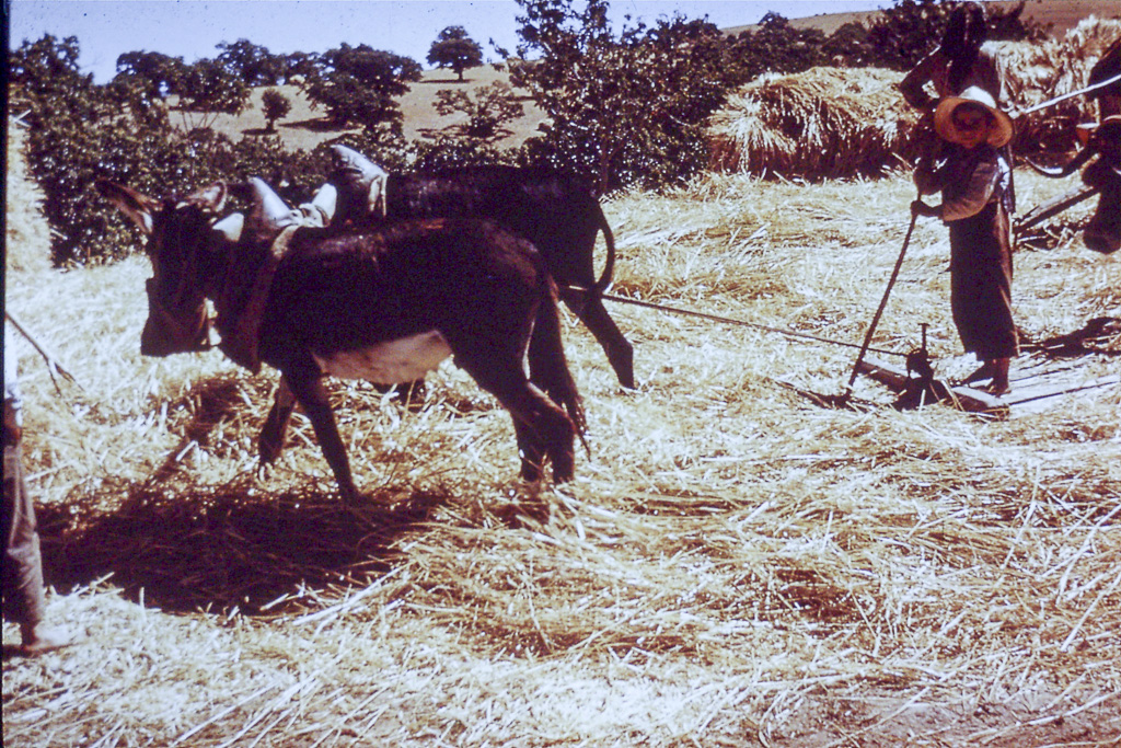 108. Trás-os-Montes Pinelo (Braguança)