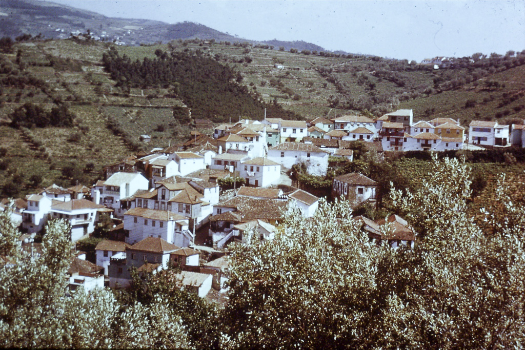 113. Douro aldeia com oliveiras e vinha