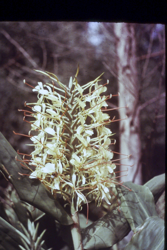 114. Conteira em flor (São Miguel)