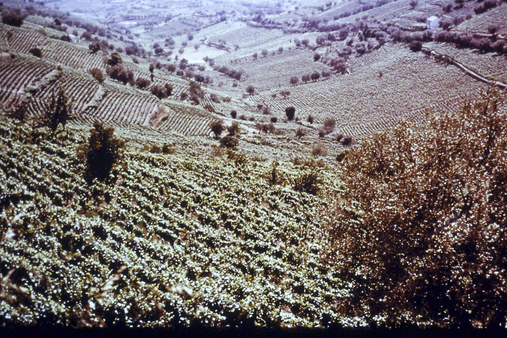 114. Douro Vales entre Vila Real e Régua