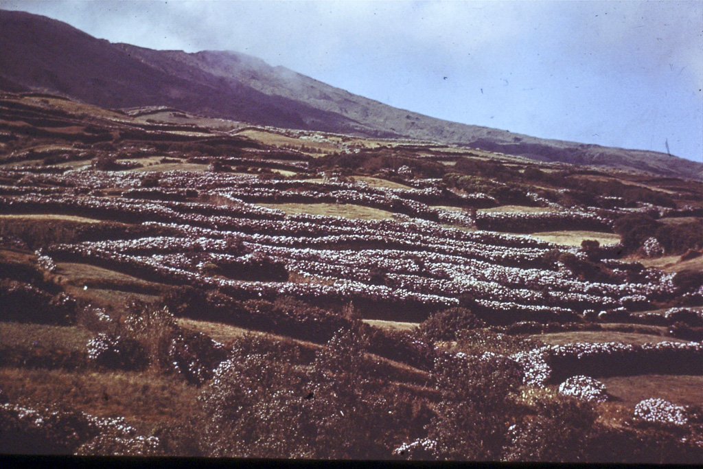 118. Renques de hortenses (Terceira)