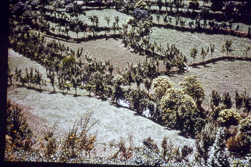 13. Minho campo prado