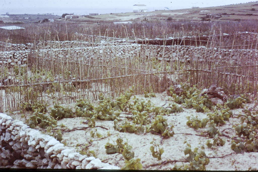 13. Vinhas sobre areias (Porto Santo)