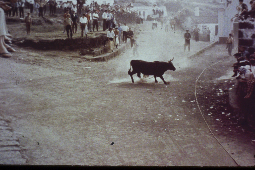 154. Tourada á Corda (São Jorge)