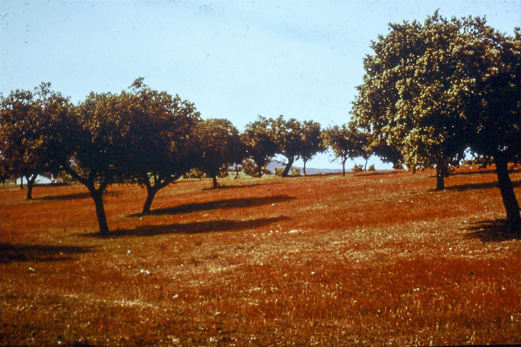 184. Alentejo montado ralo