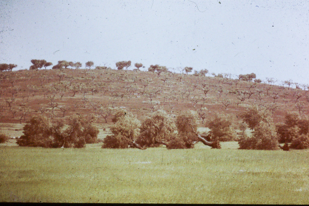 186. Alto Alentejo destruição do montado