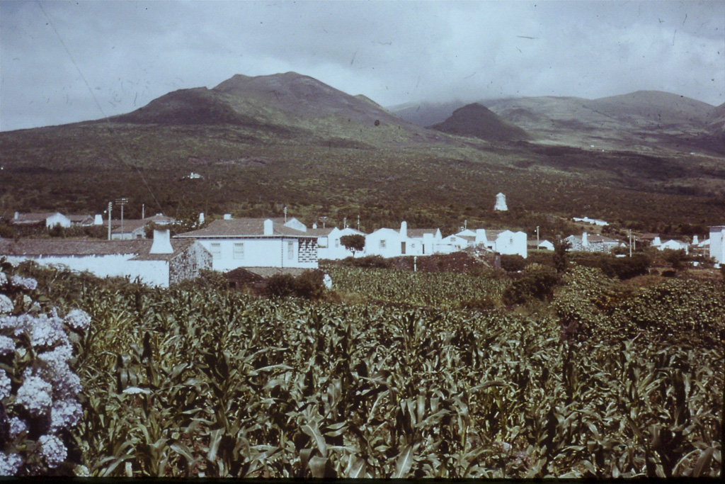 186. Povoamento disperso-alinhado (Faial)