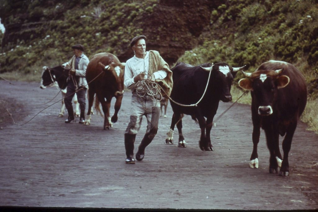 189. Levando o gado para as Pastagens (Faial)