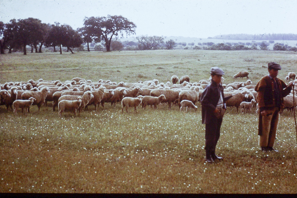 190. Baixo Alentejo ovelhas