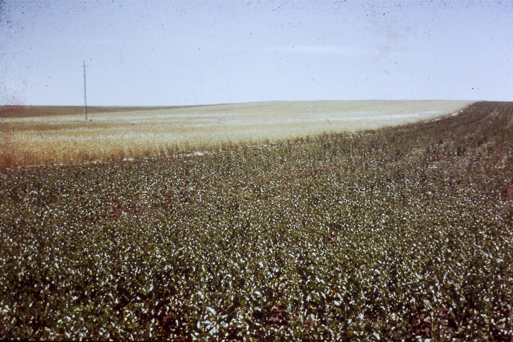 193. Baixo Alentejo Cártamo e trigo