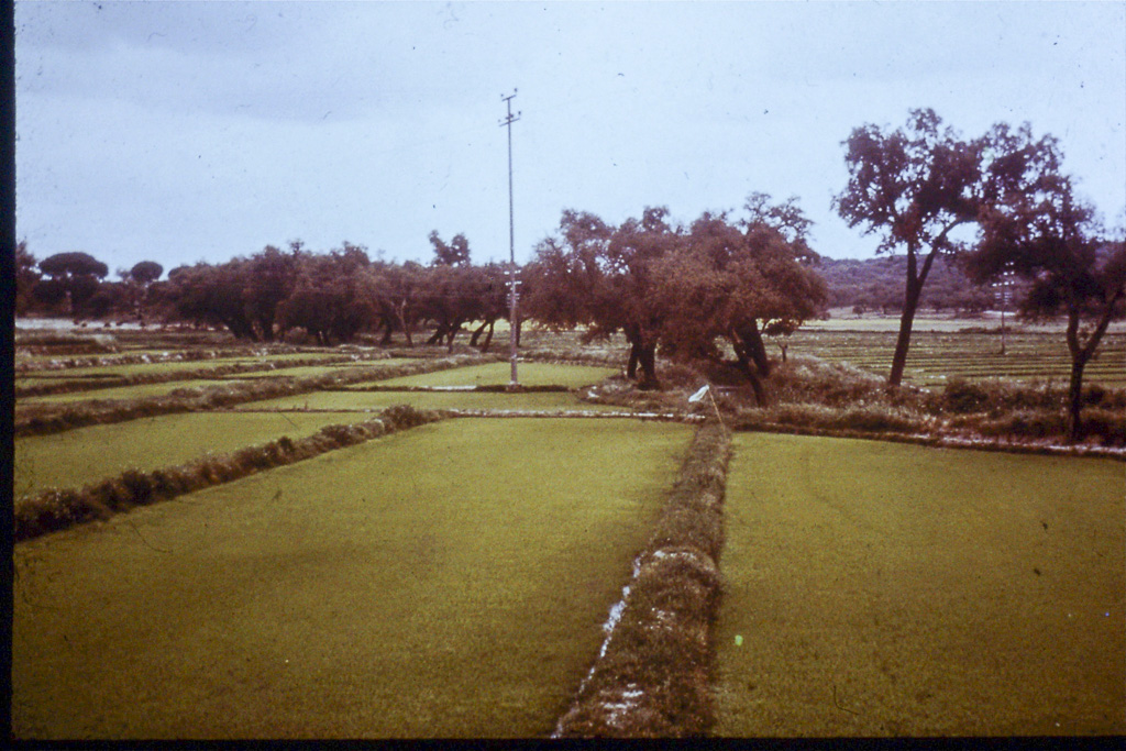 194. Baixo Alentejo Arrozal e montado