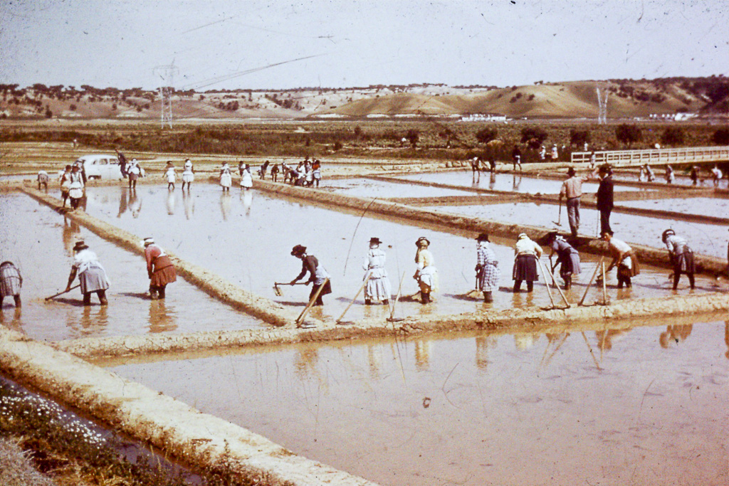 195. Alto Alentejo preparação de arrozais