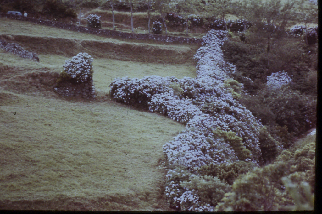 208. Ribeira de Santa Cruz (Flores)