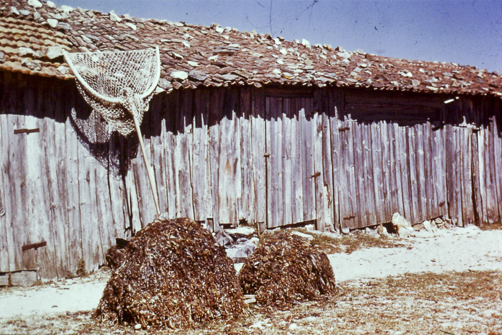 24. Minho Ofir barracas de sargaço