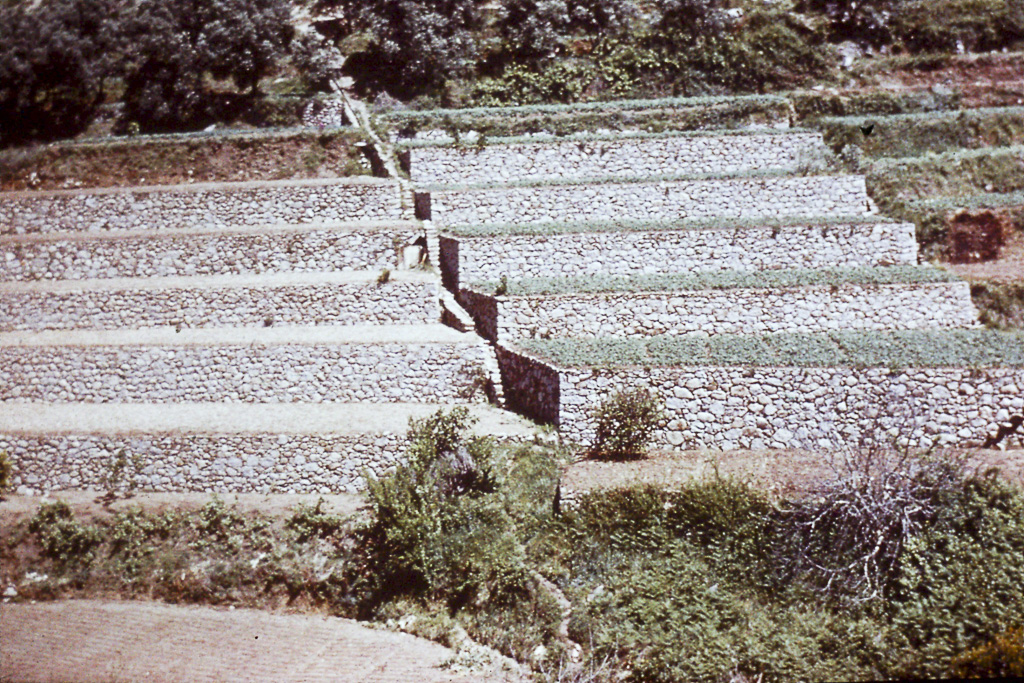 248. Serra de Monchique socalcos