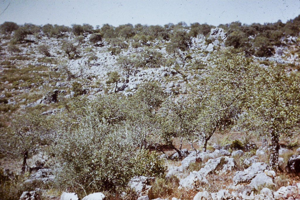 250. Barrocal árvores de fruto