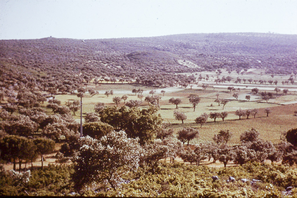 316. Maçico calcáreo polje