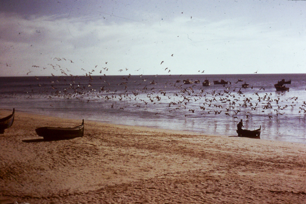 341. Sesimbra barcos e gaivotas