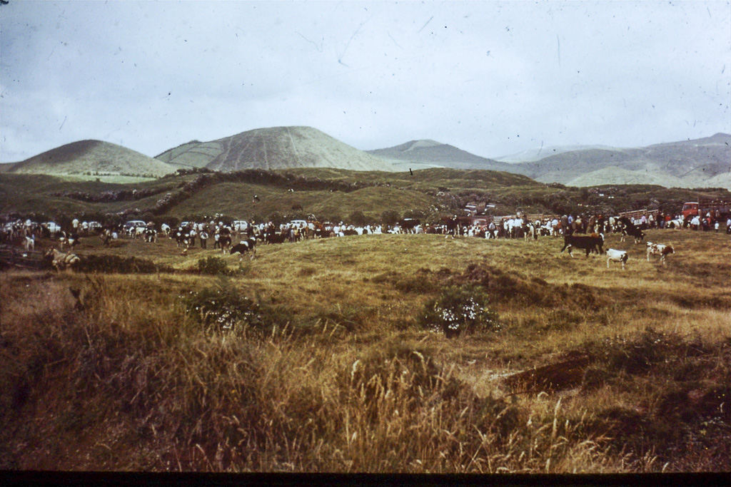 35. Achada das Furnas (São Miguel)