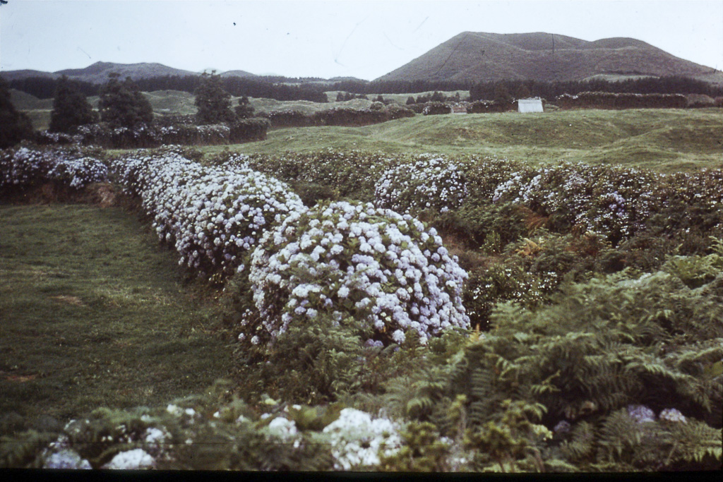 36. Achada das Furnas (São Miguel)