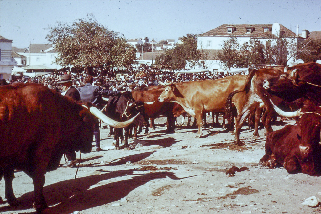 40. Beira Alta feira de gado