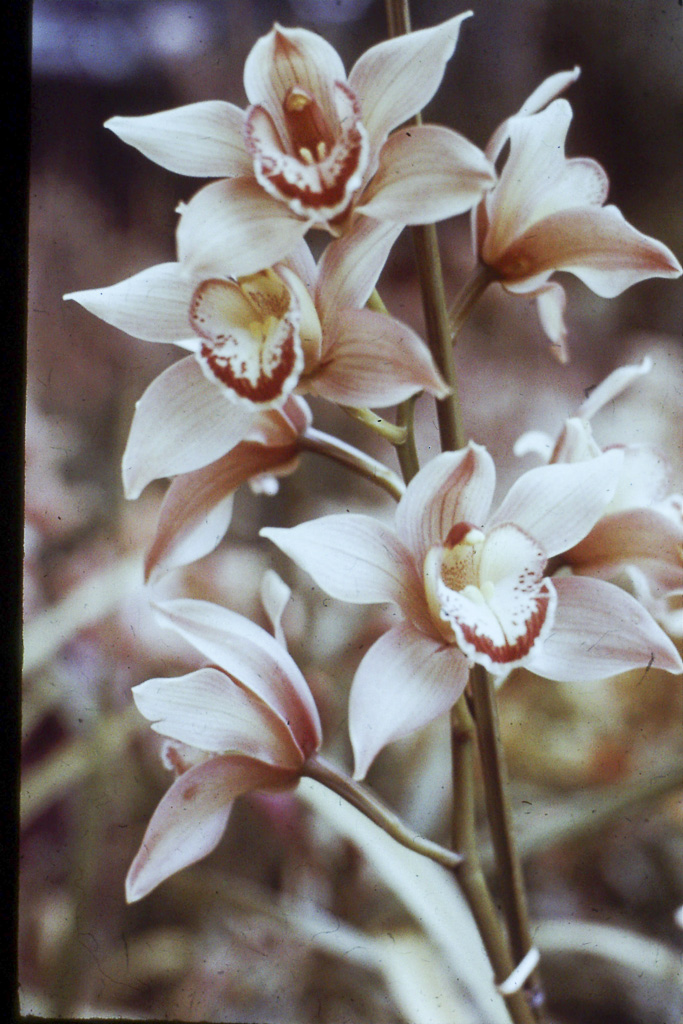 55. Orquídeas