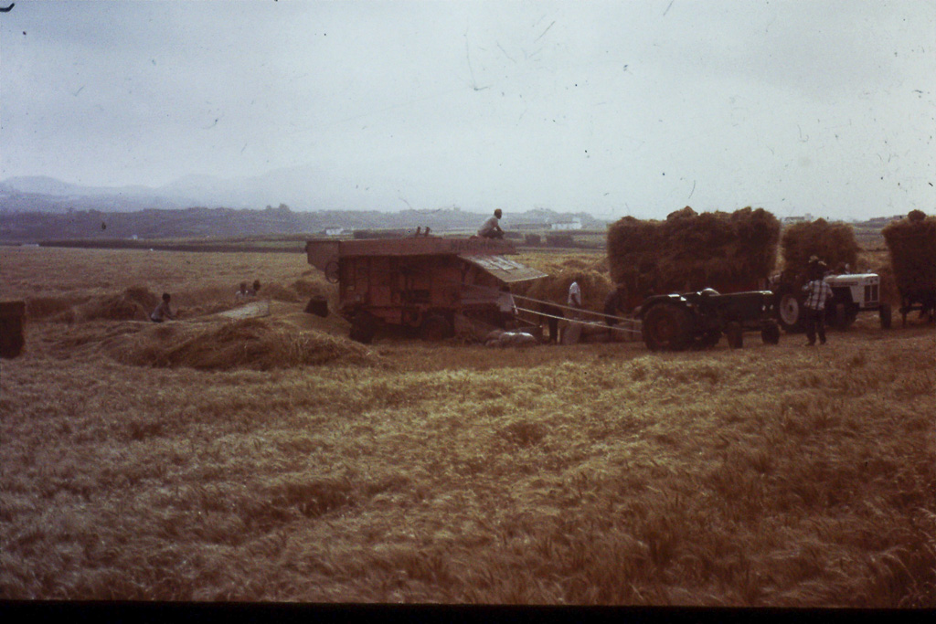 65. Debulhando trigo (São Miguel)