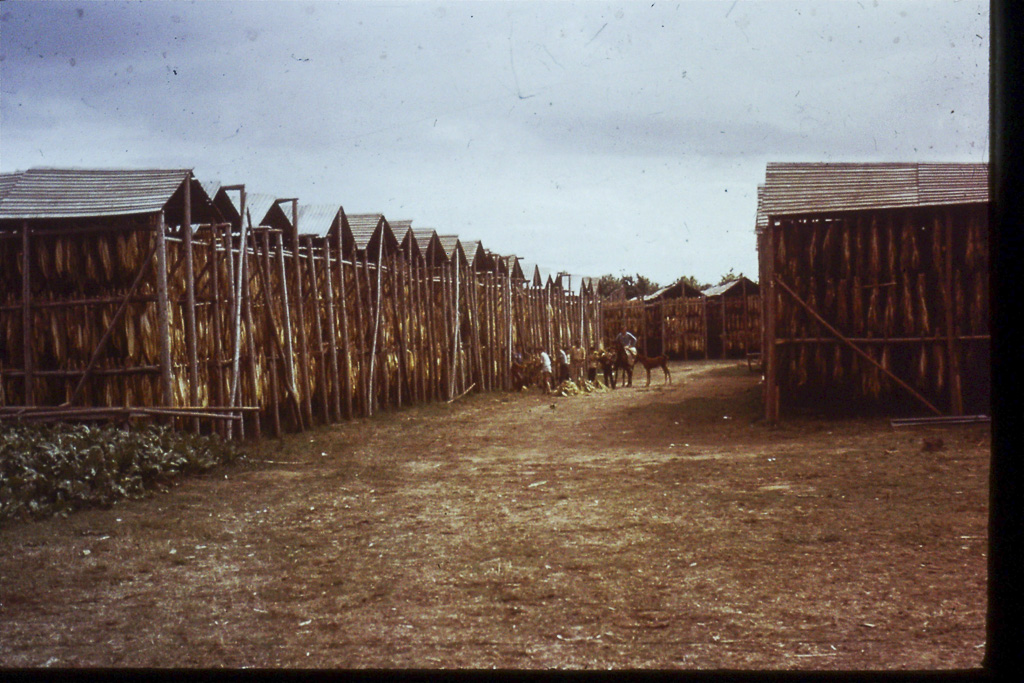 73. Secadores de tabaco (São Miguel)