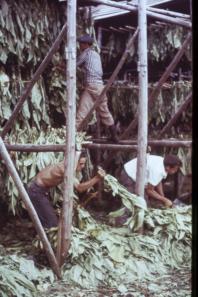 74. Tabaco para secar (São Miguel)