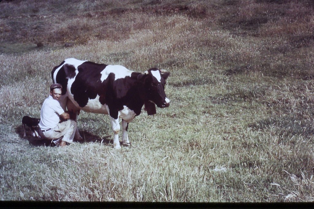 79. Ordenha manual (São Miguel)