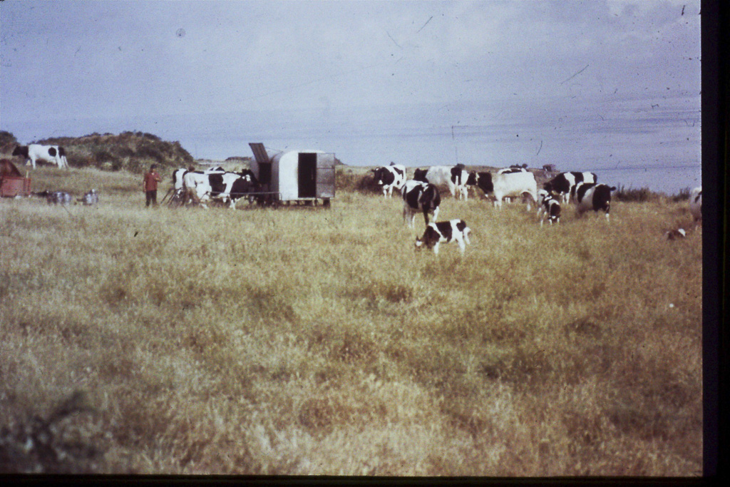 80. Ordenha mecânica (São Miguel)