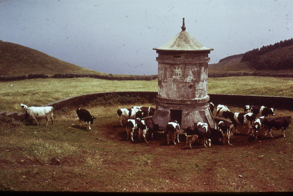 83. gado (São Miguel)