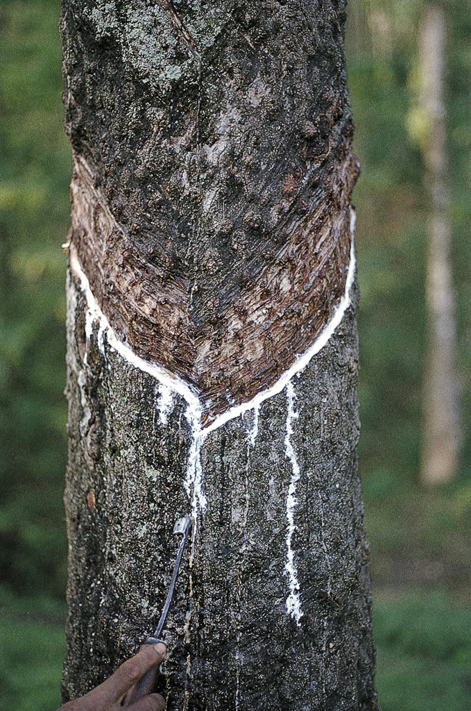 Ainaro – árvore de borracha, gotejando (1973)