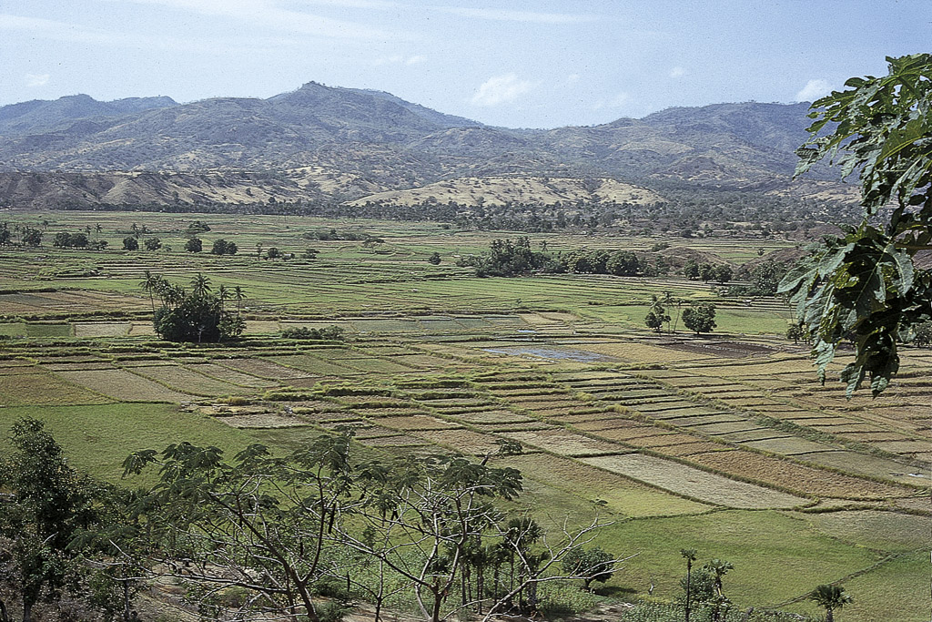 Arrozais de várzea, em Vemasse (1972)