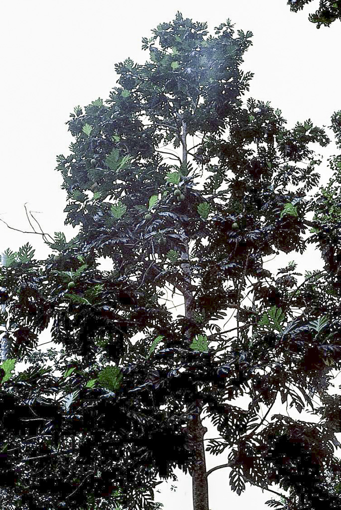 Árvore pão, num quintal em São Tomé (1965)