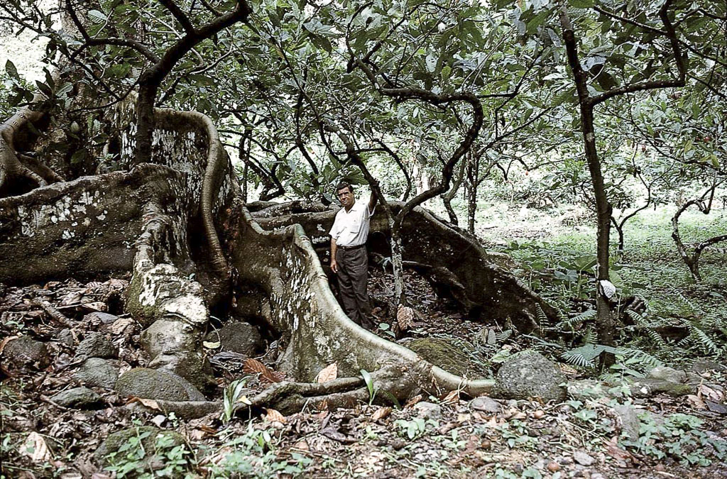 Árvores com raízes gigantescas, mas frágeis (1966)