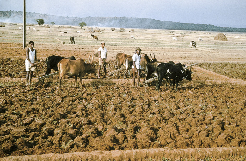 Bardez – lavrando várzeas para arroz