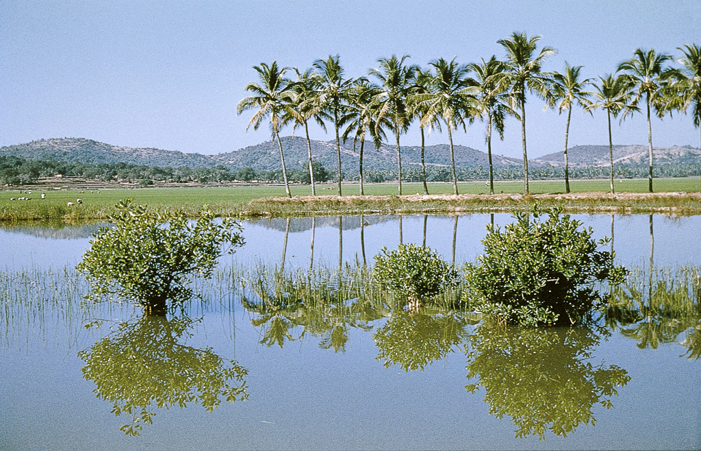 Bardez – rio, coqueiros e várzeas, paisagem comum mantida no litoral (1956)
