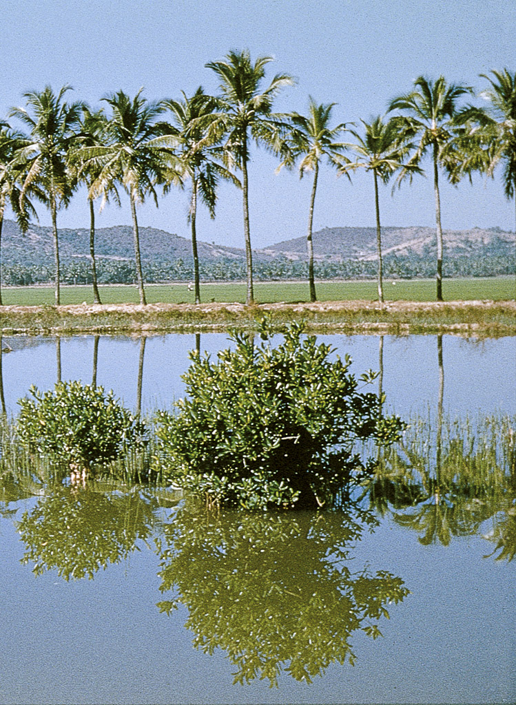 Bardez – rio, várzeas e coqueiros