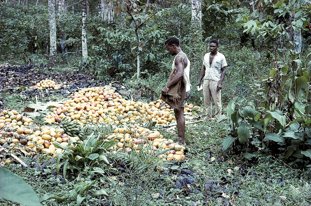 Cacau pronto para a seca nos tabuleiros (1965)