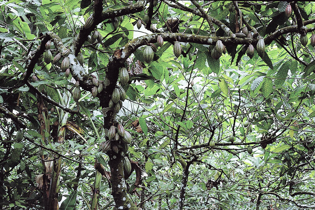 Cacaueiros - S.Tomé (1965)