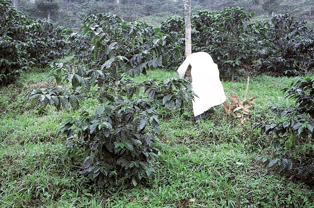Cafezal, São Tomé (1965)