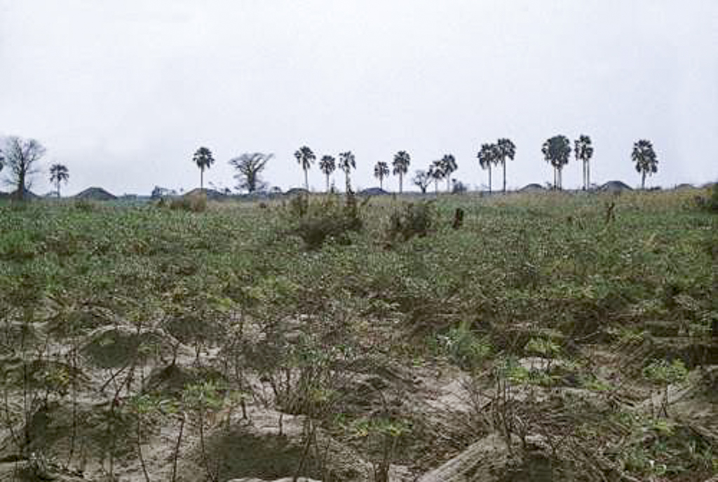 Campos de mandioca, vêm-se por todo o território (1962)