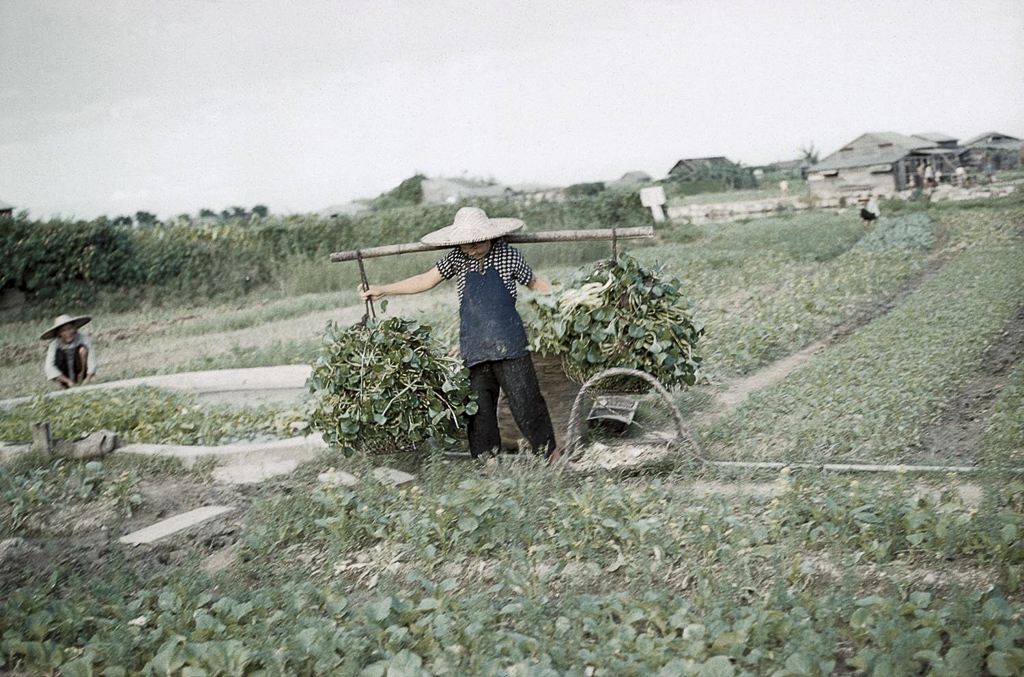 Colheita e transporte de legumes (1961)