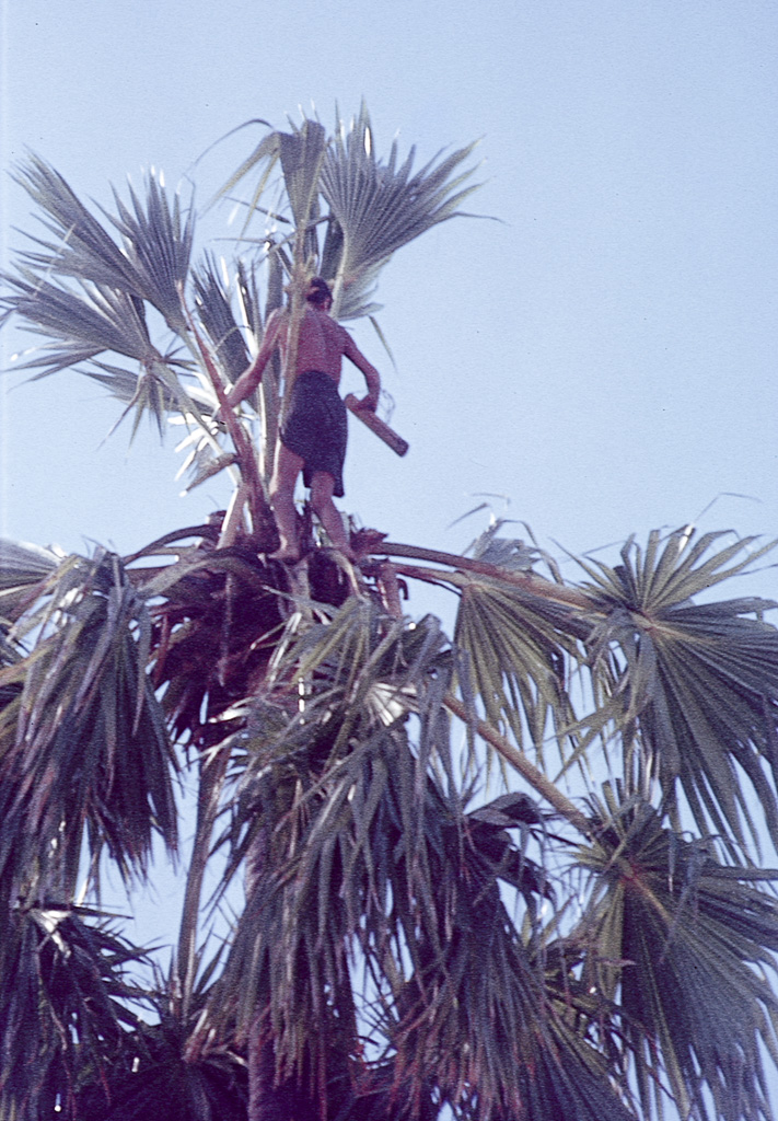 Cortando folhas de palmeira Corypha para construção de casas (1973)