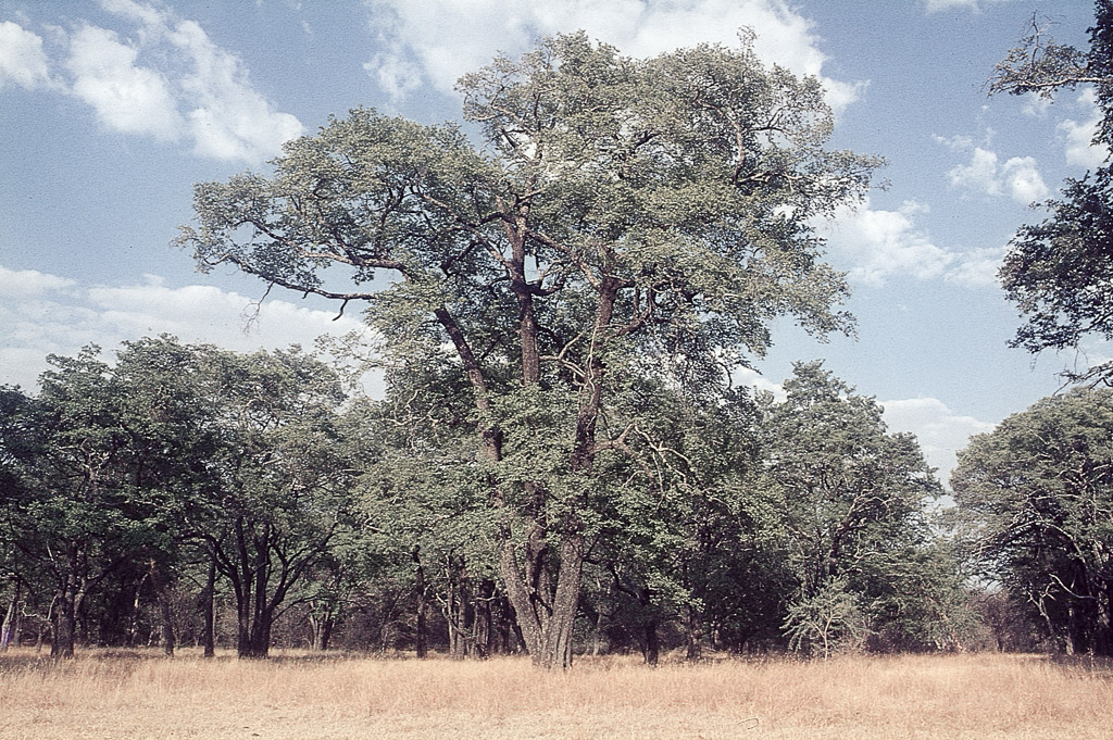 Cunene - Curoca – floresta alagada (1965)