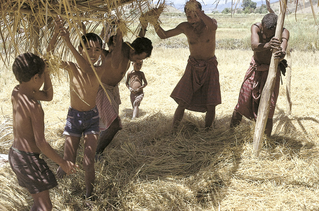 Debulhando arroz (1973)